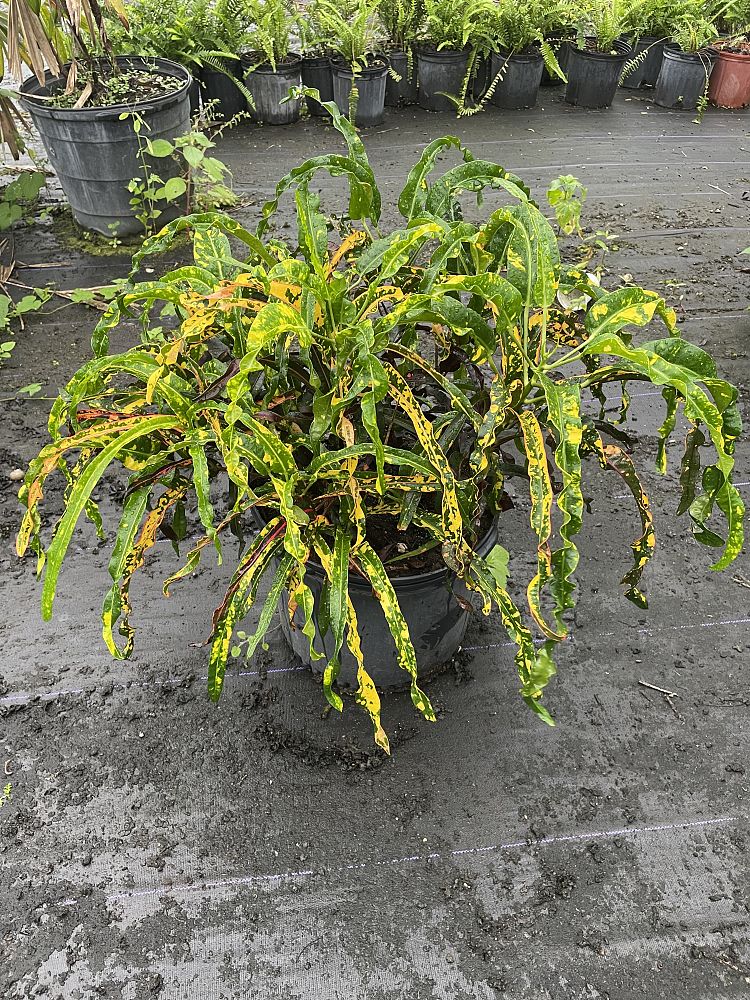 codiaeum-variegatum-dreadlocks-croton