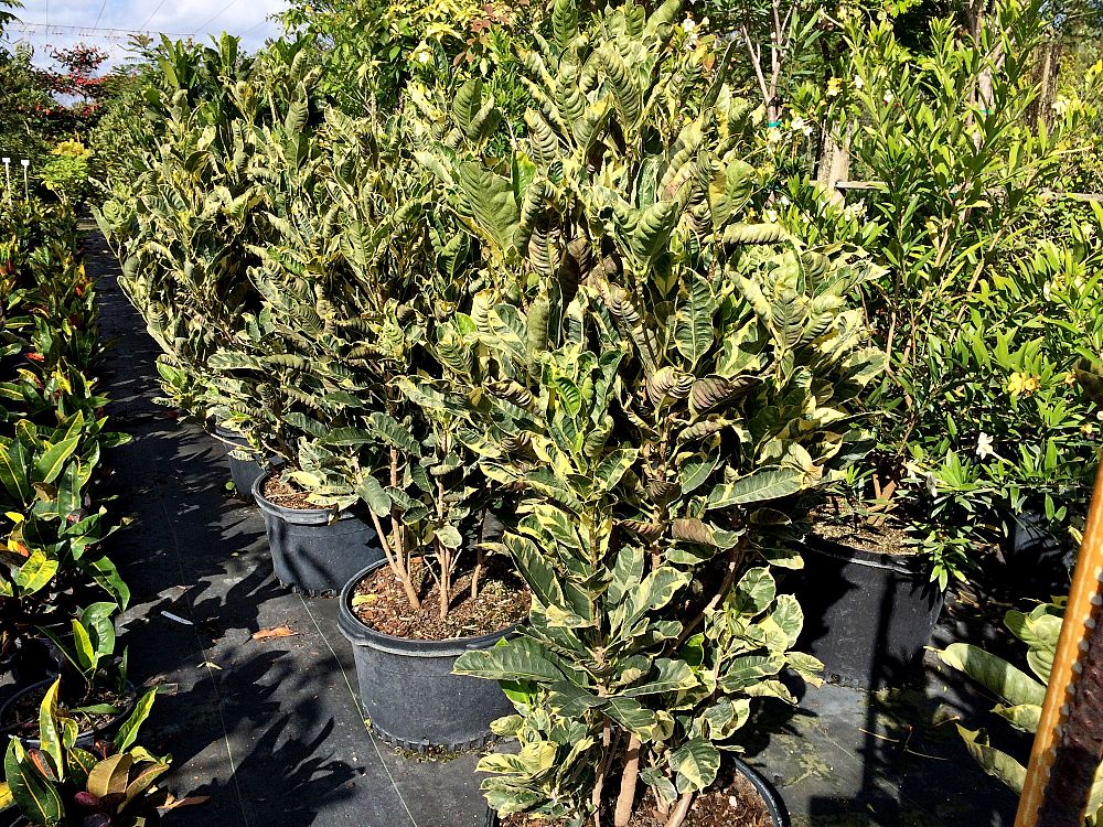 codiaeum-variegatum-eburneum-croton