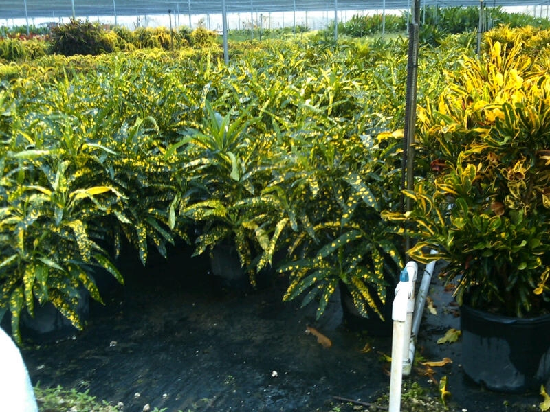 Medallion Davie Nursery