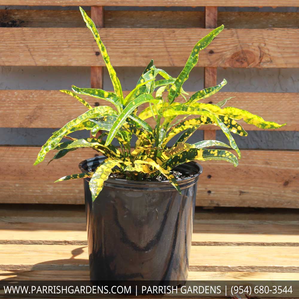 codiaeum-variegatum-eleanor-roosevelt-croton