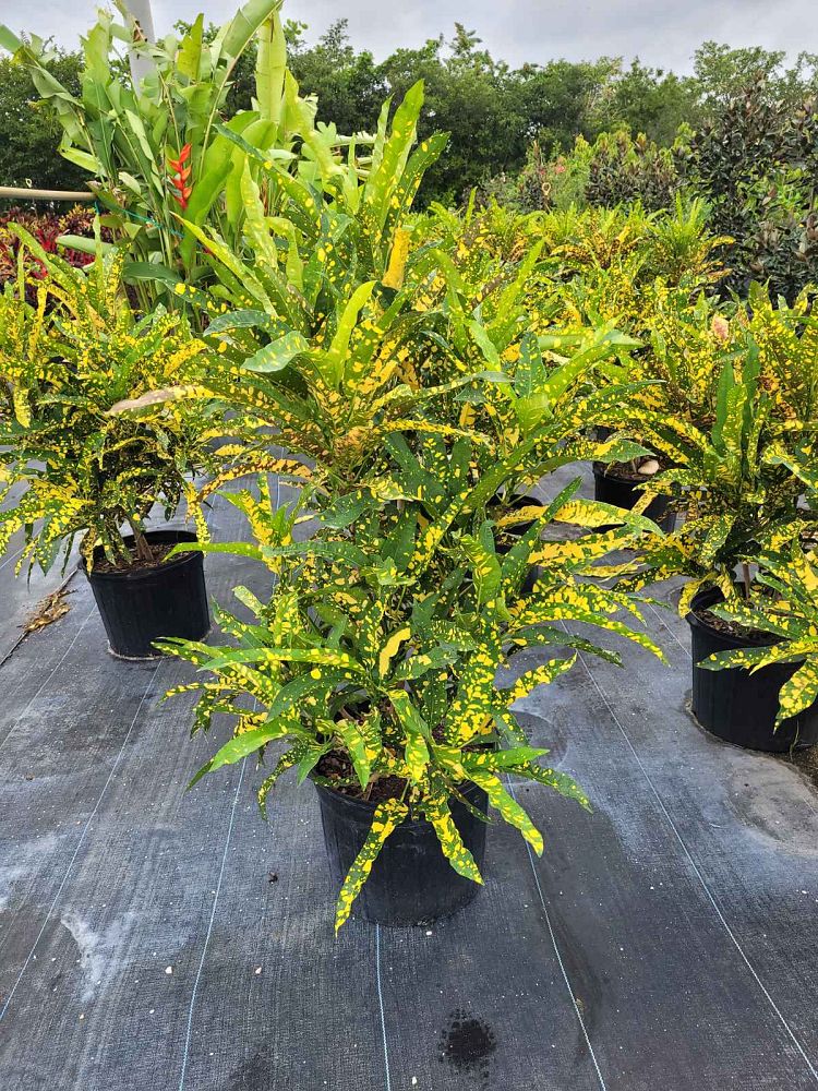 codiaeum-variegatum-eleanor-roosevelt-croton