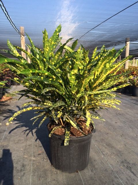codiaeum-variegatum-eleanor-roosevelt-croton