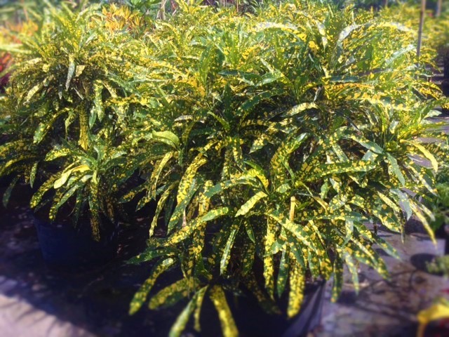 codiaeum-variegatum-eleanor-roosevelt-croton