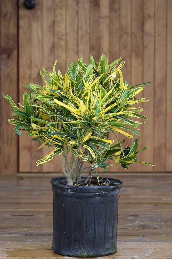 codiaeum-variegatum-eleanor-roosevelt-croton