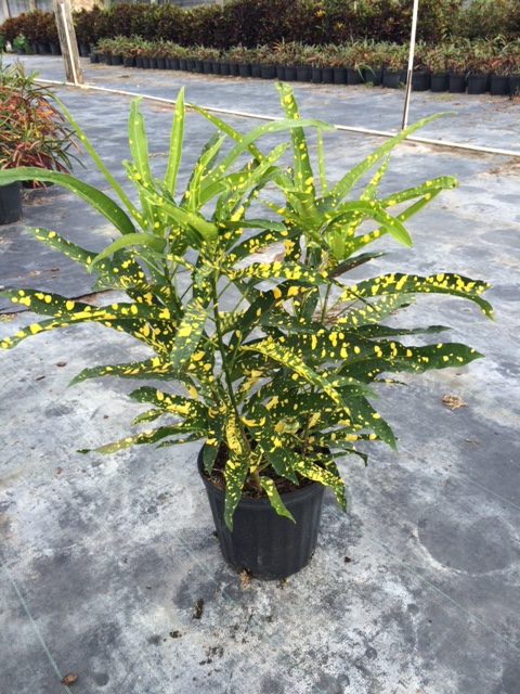 codiaeum-variegatum-eleanor-roosevelt-croton