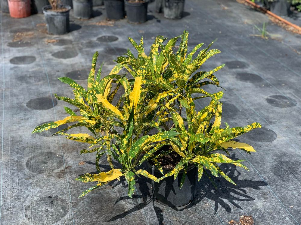 codiaeum-variegatum-eleanor-roosevelt-croton
