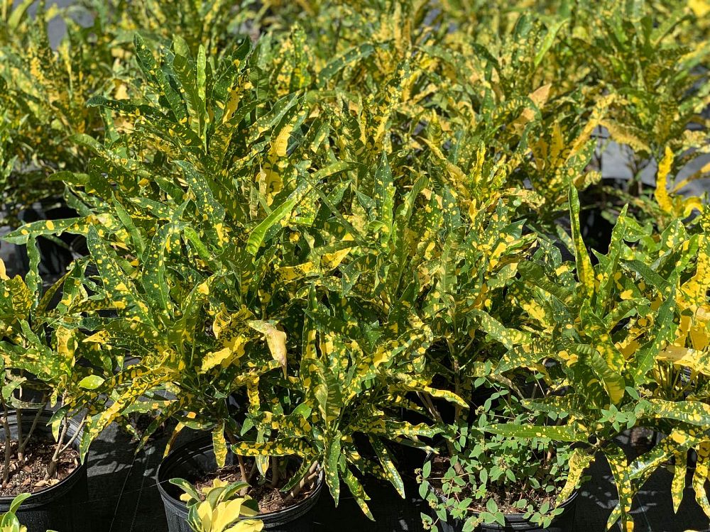 codiaeum-variegatum-eleanor-roosevelt-croton