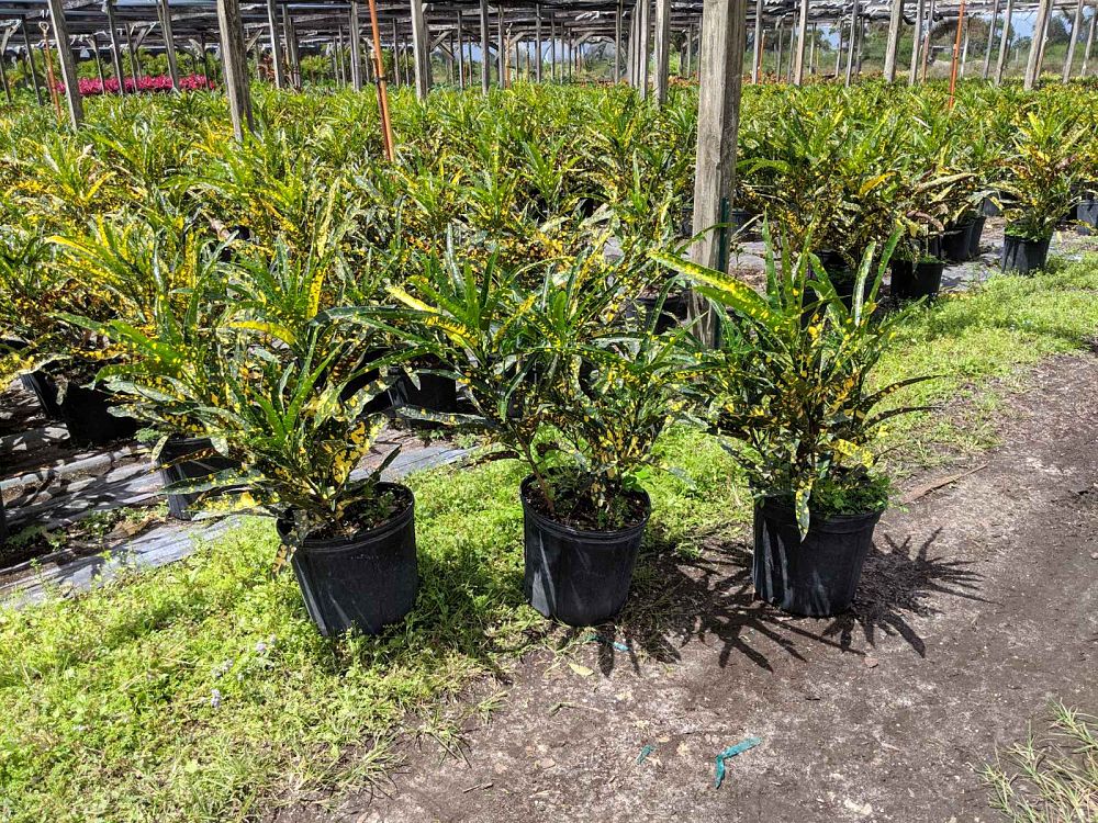 codiaeum-variegatum-eleanor-roosevelt-croton