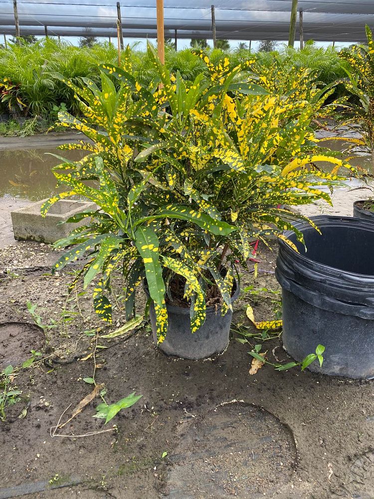 codiaeum-variegatum-eleanor-roosevelt-croton