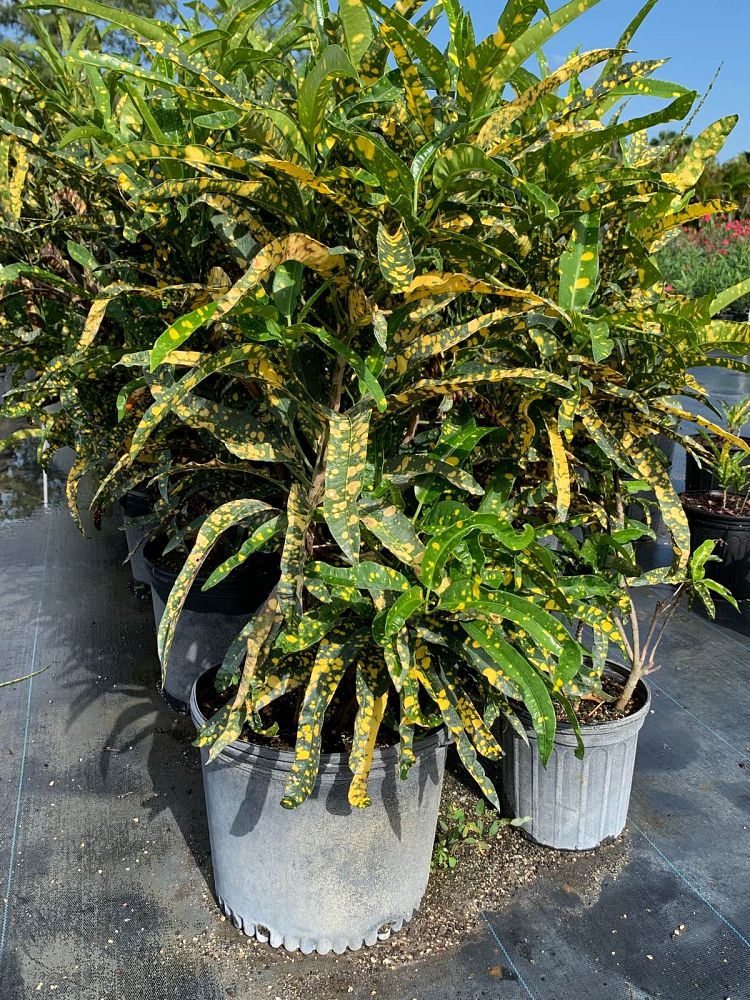 codiaeum-variegatum-eleanor-roosevelt-croton