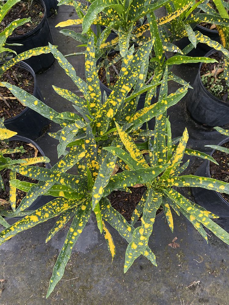 codiaeum-variegatum-eleanor-roosevelt-croton