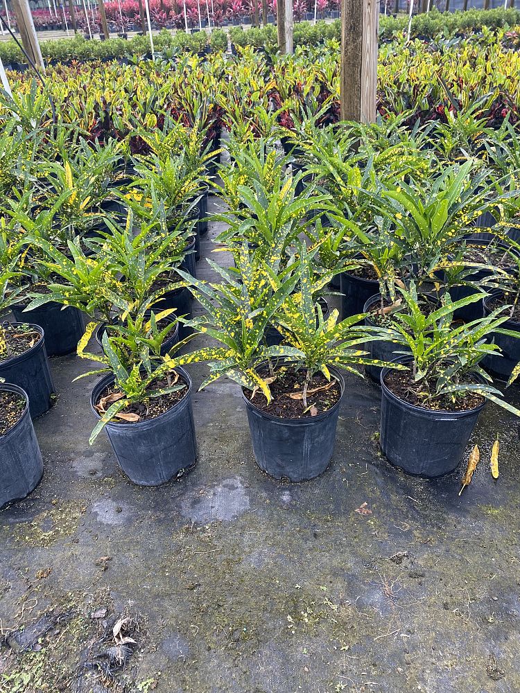 codiaeum-variegatum-eleanor-roosevelt-croton