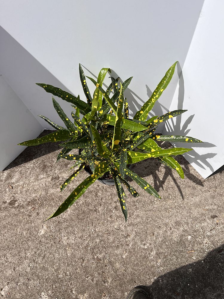codiaeum-variegatum-eleanor-roosevelt-croton