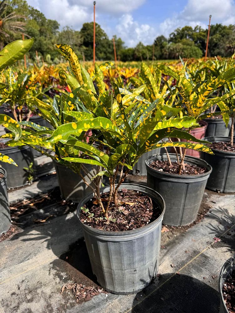 codiaeum-variegatum-eleanor-roosevelt-croton