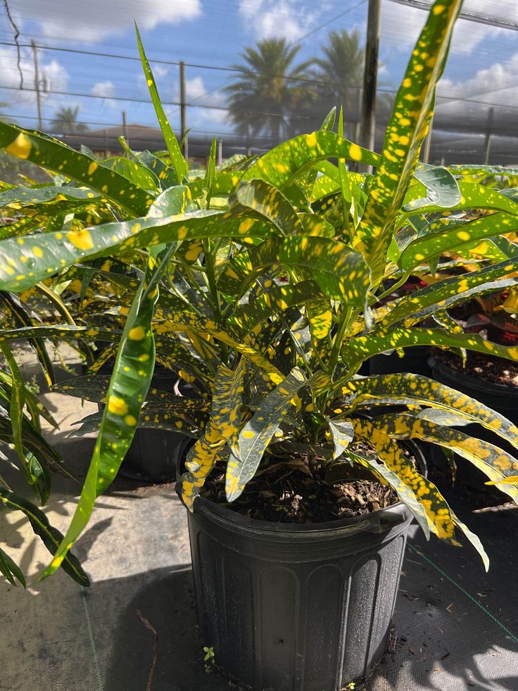 codiaeum-variegatum-eleanor-roosevelt-croton