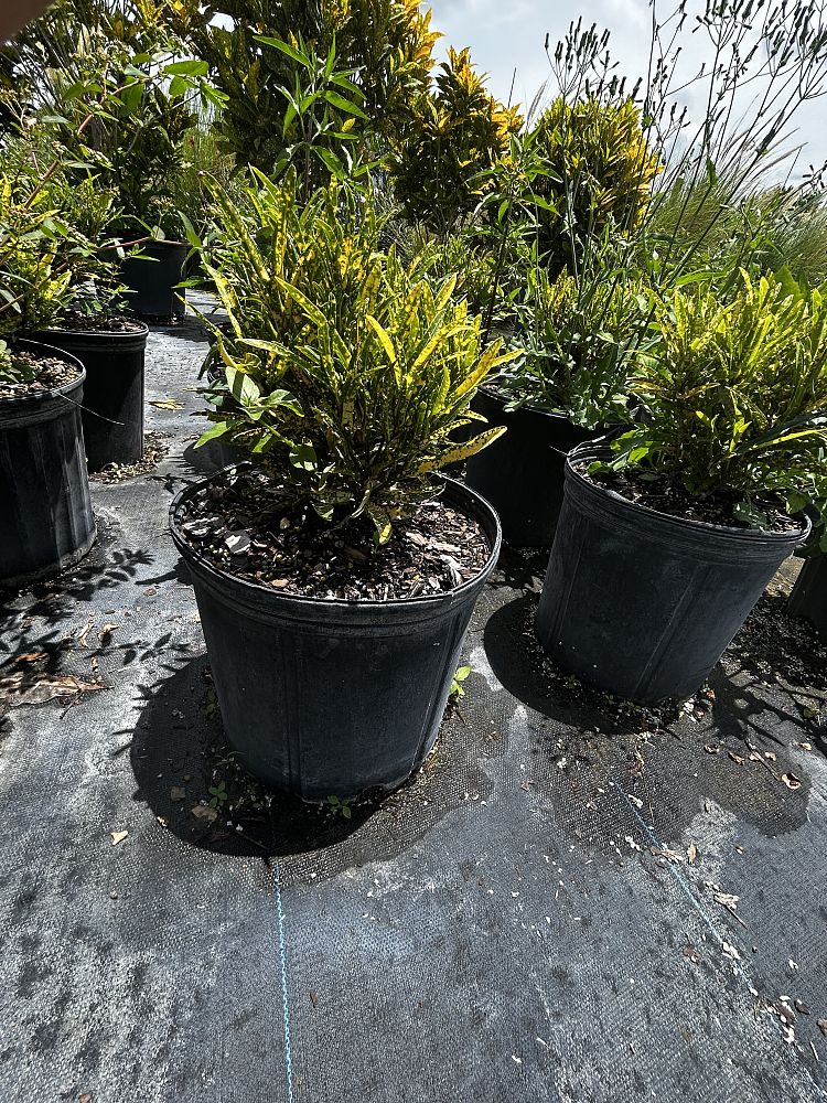 codiaeum-variegatum-eleanor-roosevelt-croton