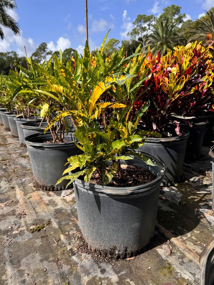 codiaeum-variegatum-eleanor-roosevelt-croton