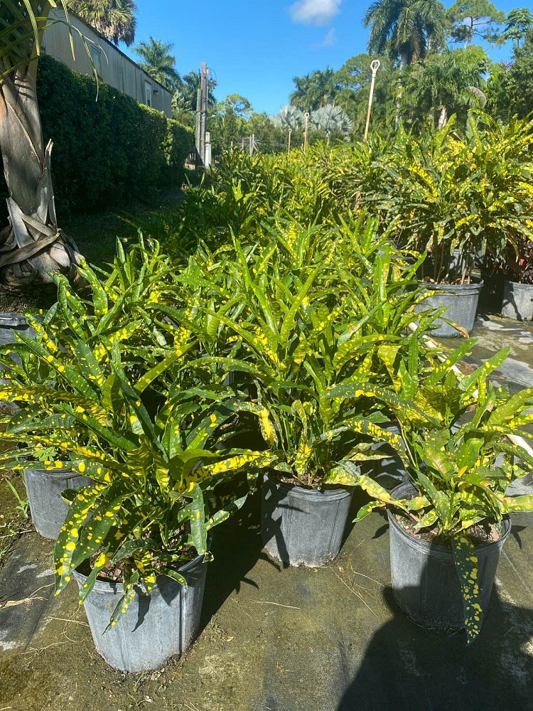 codiaeum-variegatum-eleanor-roosevelt-croton
