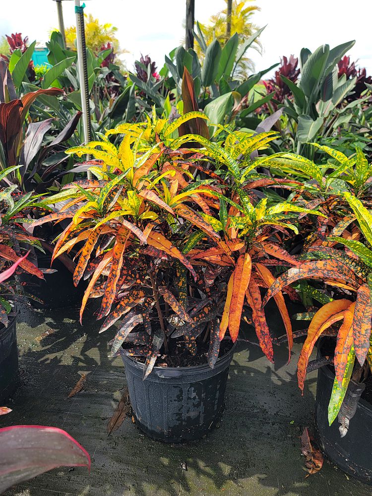 codiaeum-variegatum-eleanor-roosevelt-croton