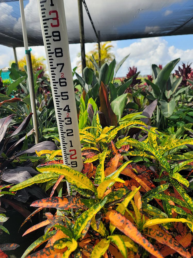 codiaeum-variegatum-eleanor-roosevelt-croton