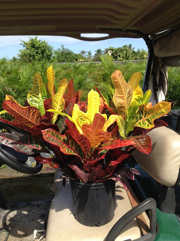 codiaeum-variegatum-excellent-croton