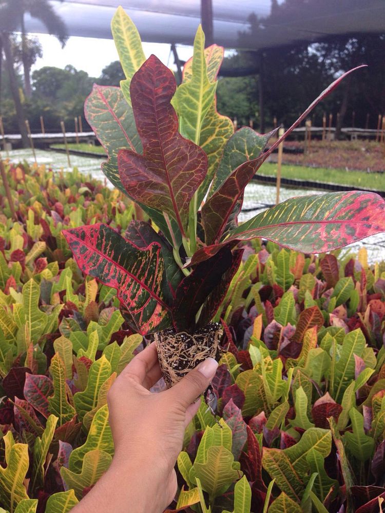 codiaeum-variegatum-excellent-croton