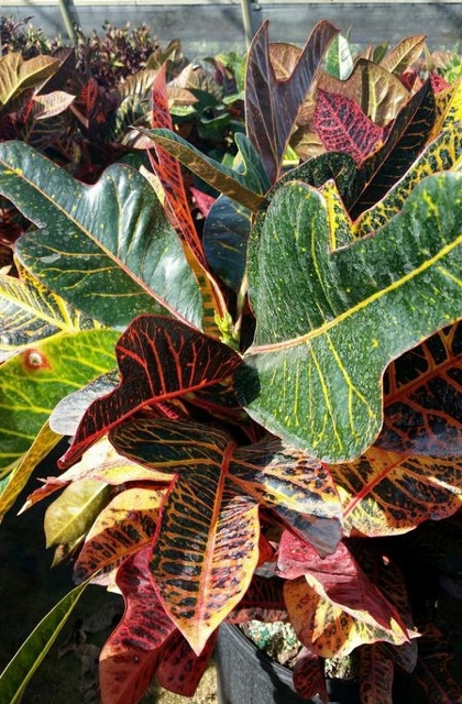 codiaeum-variegatum-excellent-croton