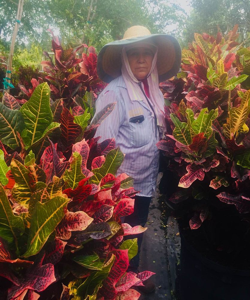 codiaeum-variegatum-excellent-croton
