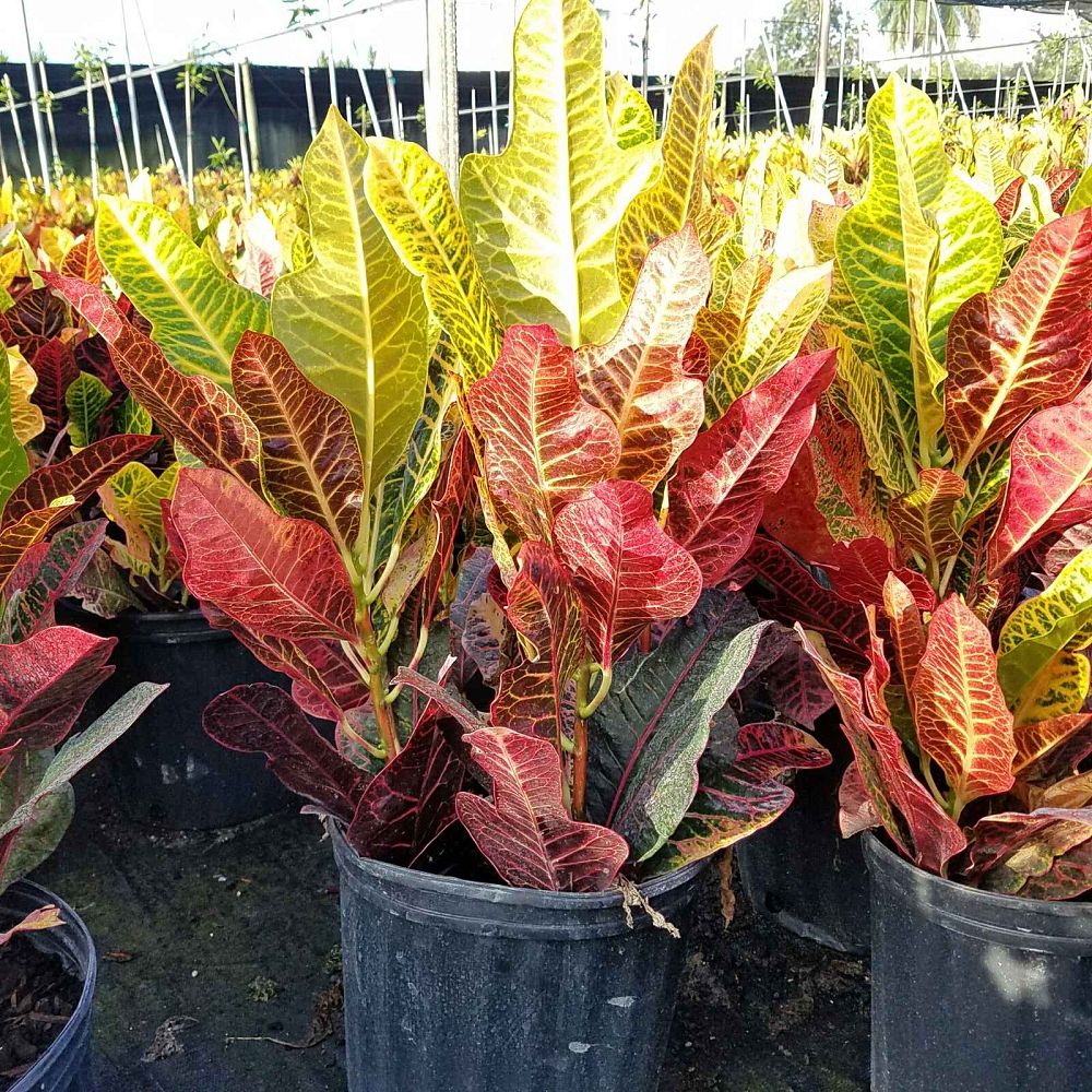 codiaeum-variegatum-excellent-croton