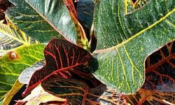 codiaeum-variegatum-excellent-croton