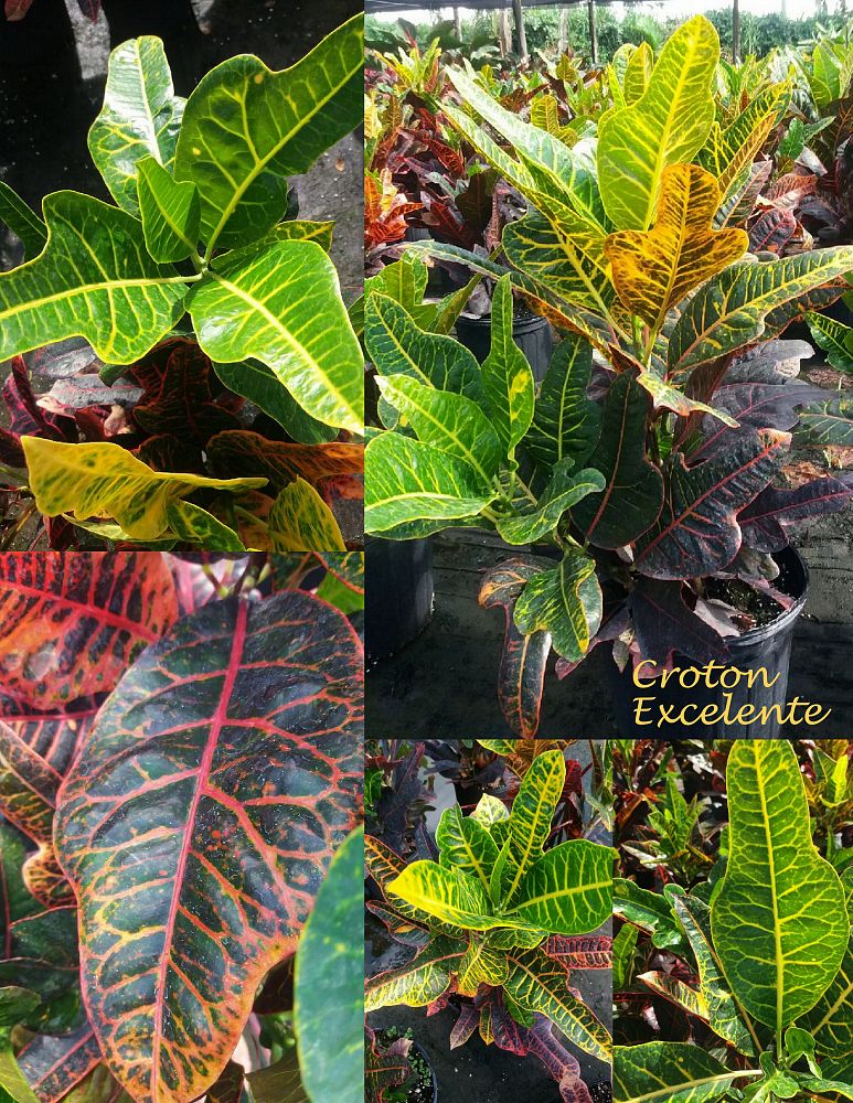 codiaeum-variegatum-excellent-croton