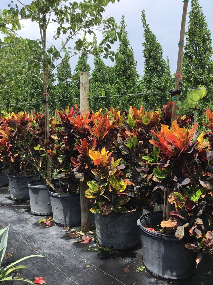 codiaeum-variegatum-excellent-croton