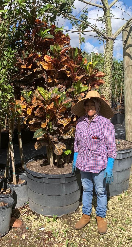 codiaeum-variegatum-excellent-croton