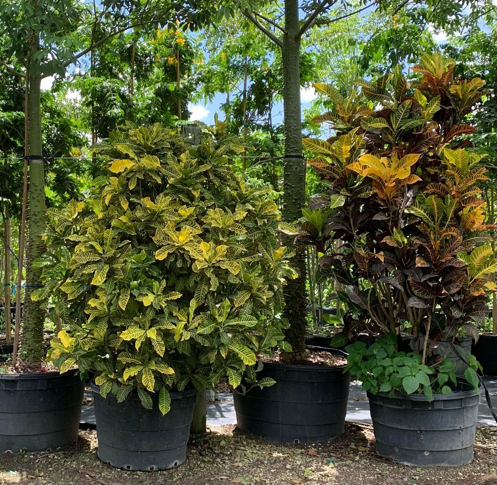 codiaeum-variegatum-excellent-croton