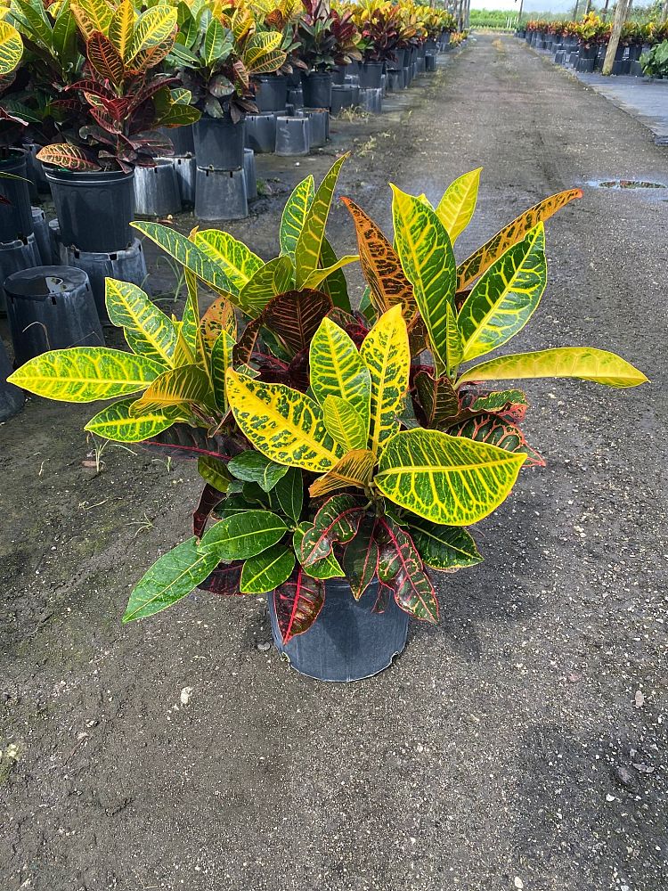 codiaeum-variegatum-excellent-croton