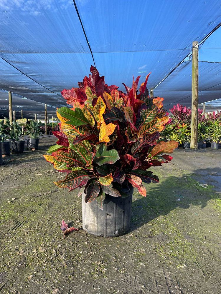 codiaeum-variegatum-excellent-croton