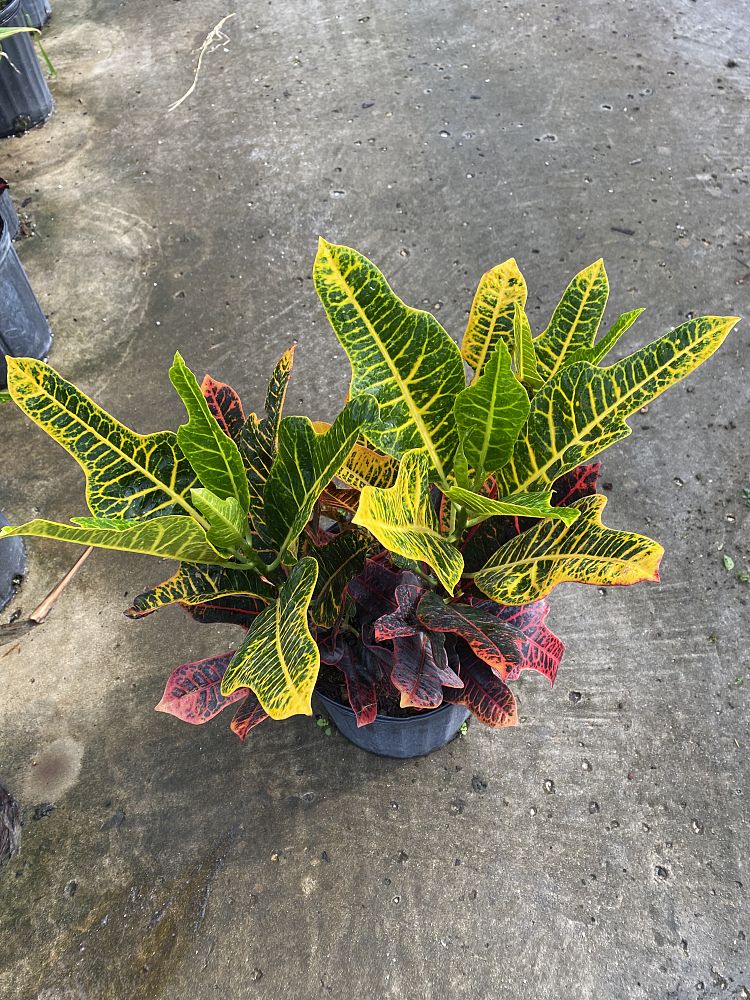 codiaeum-variegatum-excellent-croton