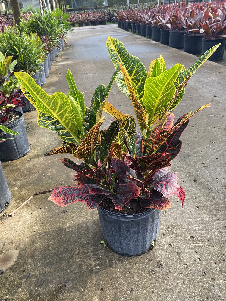 codiaeum-variegatum-excellent-croton