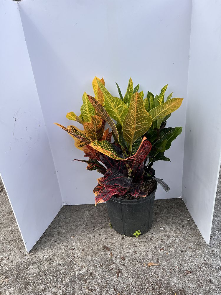 codiaeum-variegatum-excellent-croton