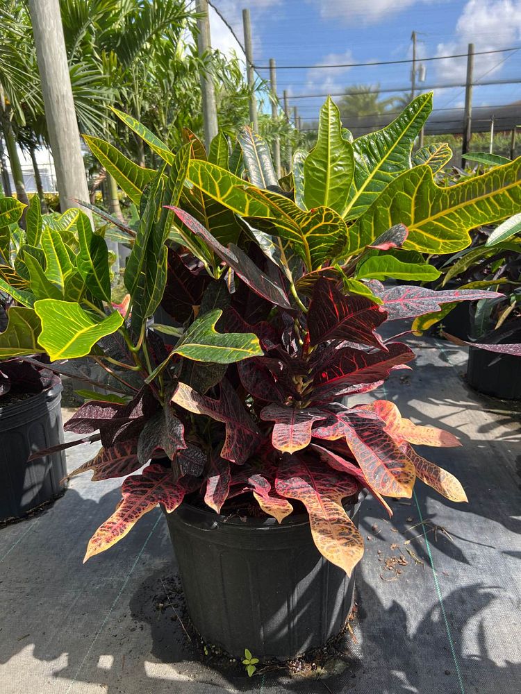 codiaeum-variegatum-excellent-croton