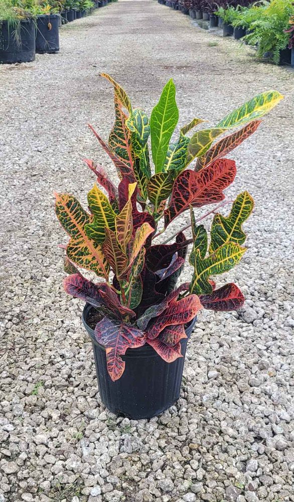 codiaeum-variegatum-excellent-croton