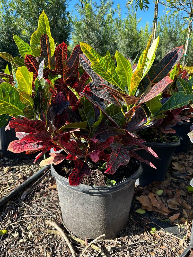 codiaeum-variegatum-excellent-croton