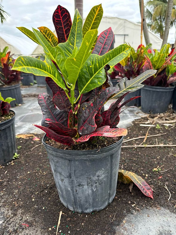 codiaeum-variegatum-excellent-croton