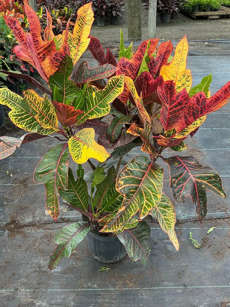 codiaeum-variegatum-excellent-croton