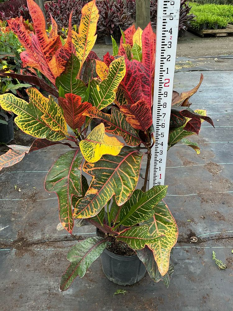 codiaeum-variegatum-excellent-croton