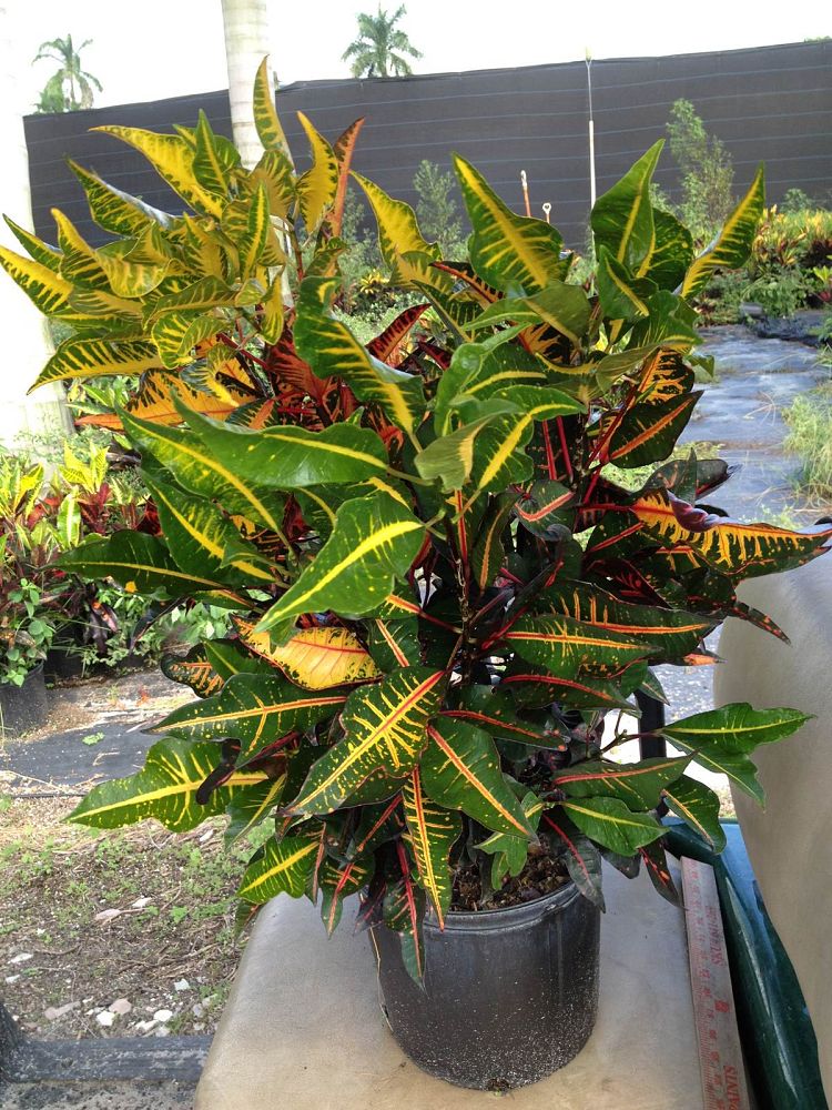 codiaeum-variegatum-fantasy-croton