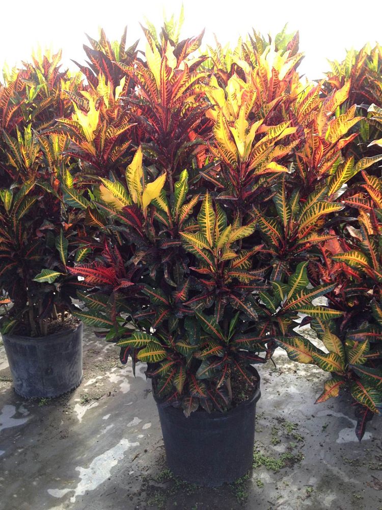 codiaeum-variegatum-fantasy-croton