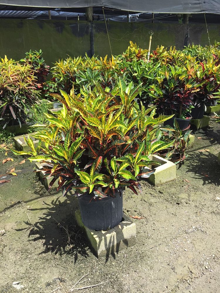 codiaeum-variegatum-fantasy-croton