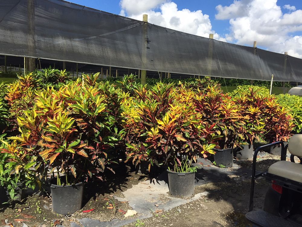 codiaeum-variegatum-fantasy-croton