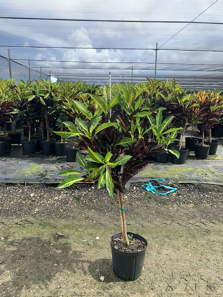 codiaeum-variegatum-fantasy-croton
